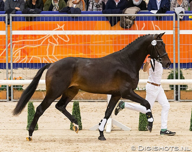 Indigo TV (by Dream Boy x Kennedy) at the second phase of the 2016 KWPN Stallion Licensing :: Photo © Digishots