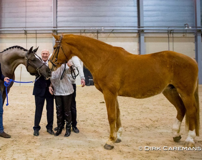 Maifleur with Joop and Maartje Hanse meeting son Valegro at the KWPN Stallion Licensing in February 2017 :: Photo © Dirk Caremans