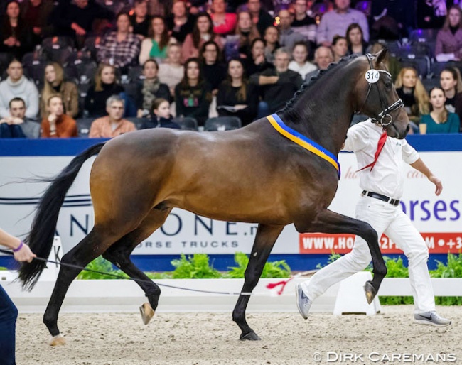 Merlot VDL (by Bordeaux x Florencio) at the 2020 KWPN Stallion Licensing :: Photo © Dirk Caremans
