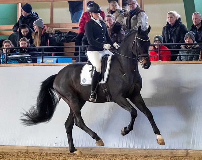 Fortnite (by For Romance x Don Schufro), champion of the 2020 Swedish Warmblood Stallion Testing :: Photo © Ronald Thunholm