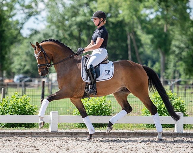 Lionel (by Toto Jr x Olivi) is part of the first online auction of Dutch Dressage Stars