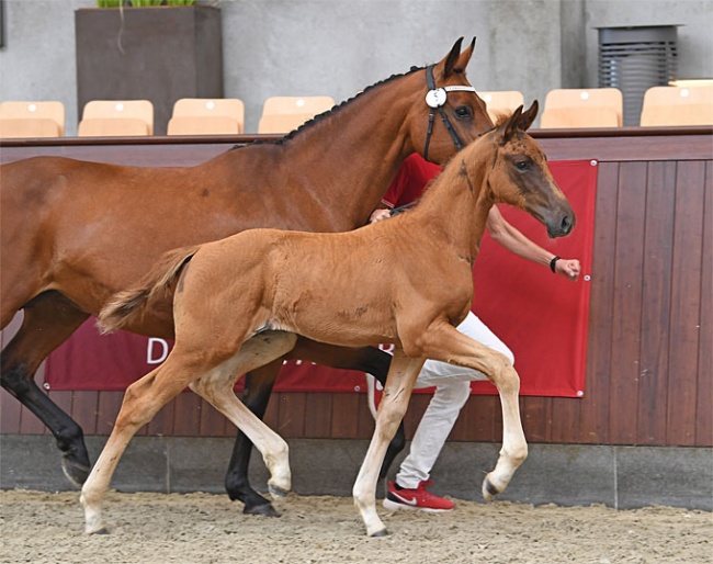 Jestis La Liga (by Livius x Aljano), winner of the Blue Hors foal championship and sold to Blue Hors :: Photo © Ridehesten