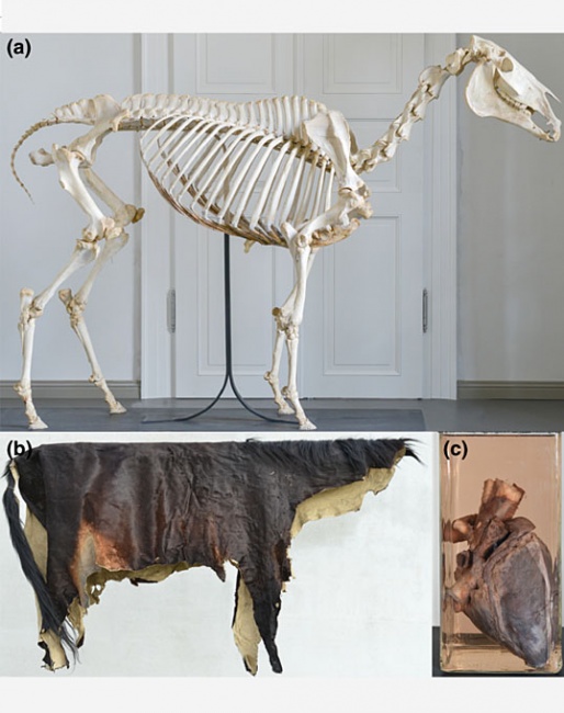 Remains of Dark Ronald XX exhibited at the Natural Sciences Collections (Martin‐Luther‐University Halle‐Wittenberg). (a) Skeleton, (b) skin, (c) formalin‐fixed heart. Inventory Number: Earb6 (photographs courtesy of Markus Schulz, Central Natural Science Collections, Martin Luther University Halle‐Wittenberg, Germany, 2020).