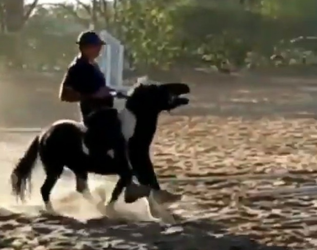 Leandro Silva giving the family pony "a correction" for biting his daughter