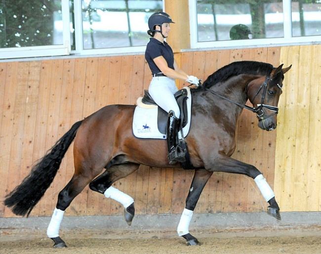 4-year old stallion About You (by AC/DC x Estobar)
