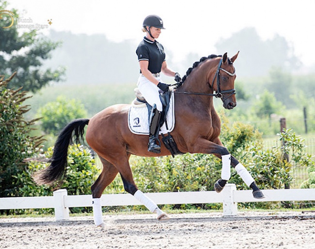 Zinzi, a 3-year old mare by Zonik x Worldly