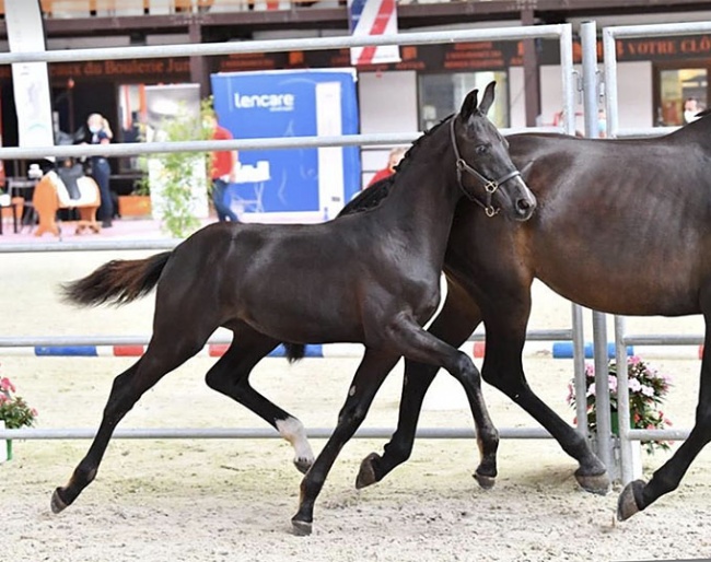 Kankaline de Ticop and Koeur de Jalehone Win 2020 French Foal