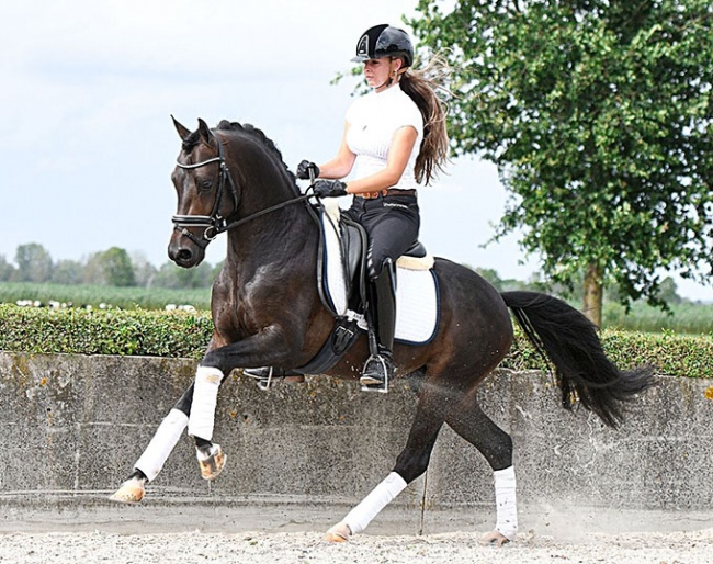 Turfhorst Lord, a 3-year old stallion by Spoorzicht’s Red Flyer x Orchard Boginov