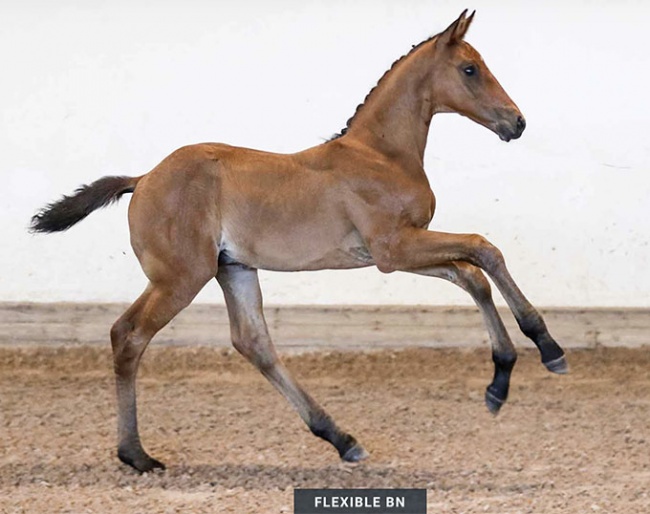 Flexible BN (by Franklin x Don Primero)