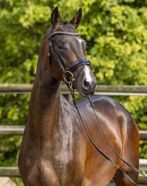 Malvenstolz (by Hirtentanz x Heops)