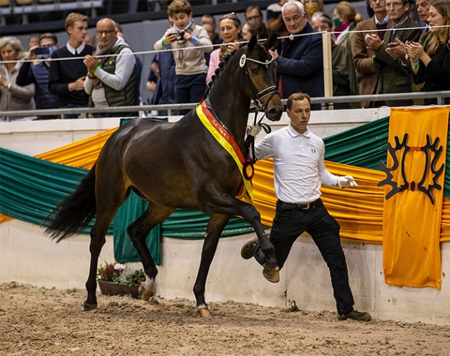 Licensing champion Rheinglanz in his lap of honour, getting applause and a standing ovation from the audience in the corona edition of the 2020 Trakehner Stallion Licensing