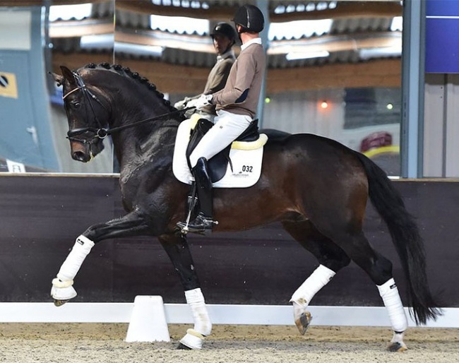 Andreas Helgstrand and the 2019 World Young Horse Champion Jovian at the 2020 Dutch WCYH Selection trial in Nunspeet