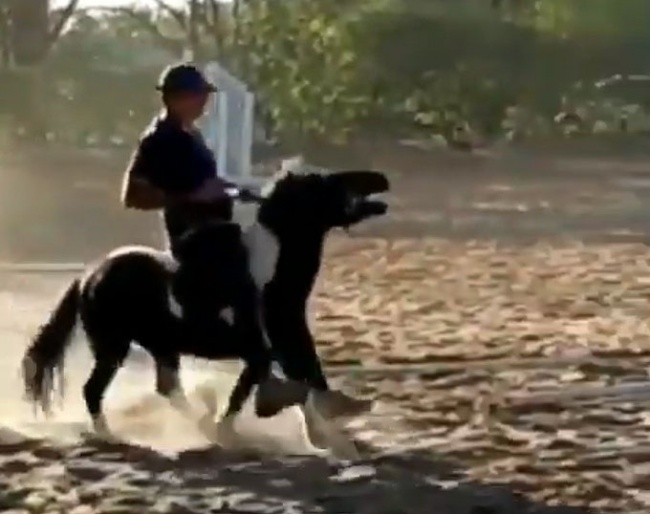 Brazilian Equestrian Federation will not impose sanctions for animal abuse that takes place at home