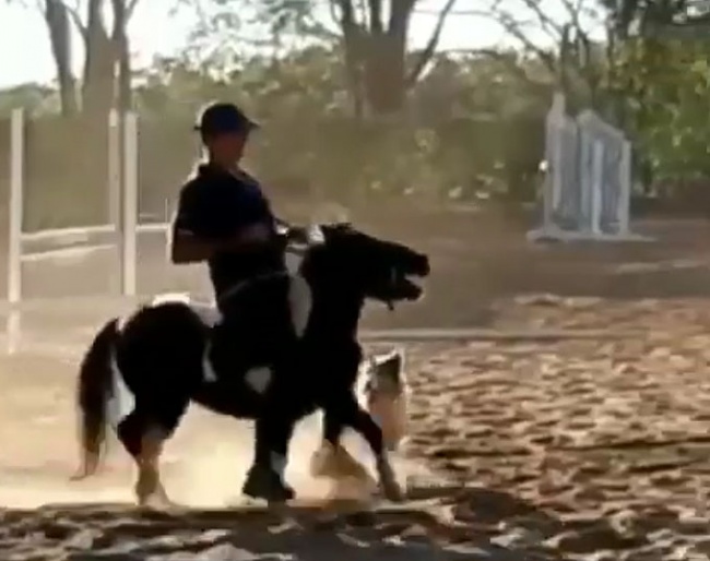 Leandro Aparecido da Silva "correcting" small pony Lollipop while his son films and laughs at the situation
