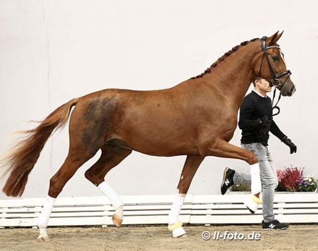 Lordswood Bernstein SL (by Bonds x Quaterback x Rohdiamant)