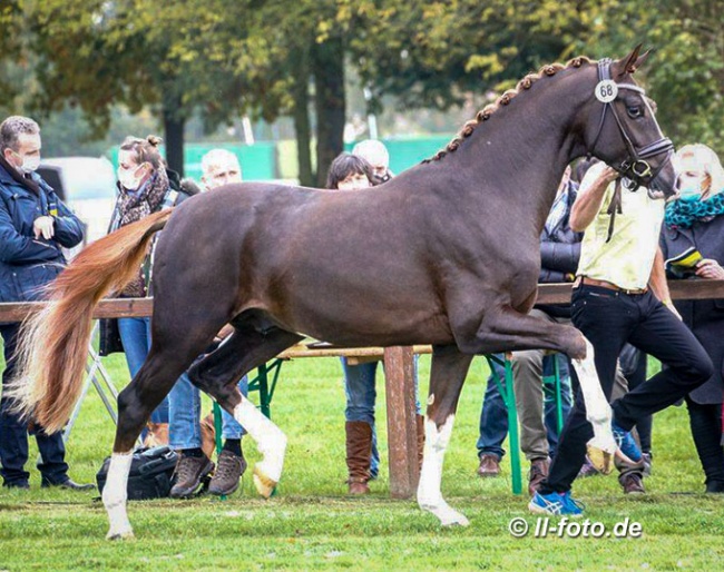 Sky (by  Sezuan x Sir Donnerhall) became a premium colt and the price highlight of the auction at the 2020 Hanoverian Stallion Licensing :: Photo © LL-foto