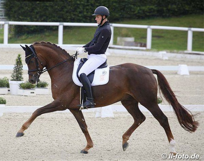 Frederic Wandres and the 7-year old Harrods at the first selection trial in Warendorf in September :: Photo © LL-foto
