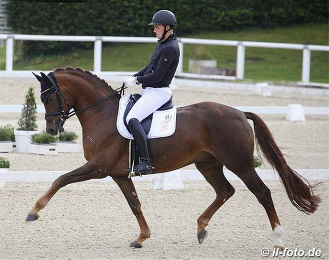 Frederic Wandres and the 7-year old Harrods at the first selection trial in Warendorf in September :: Photo © LL-foto