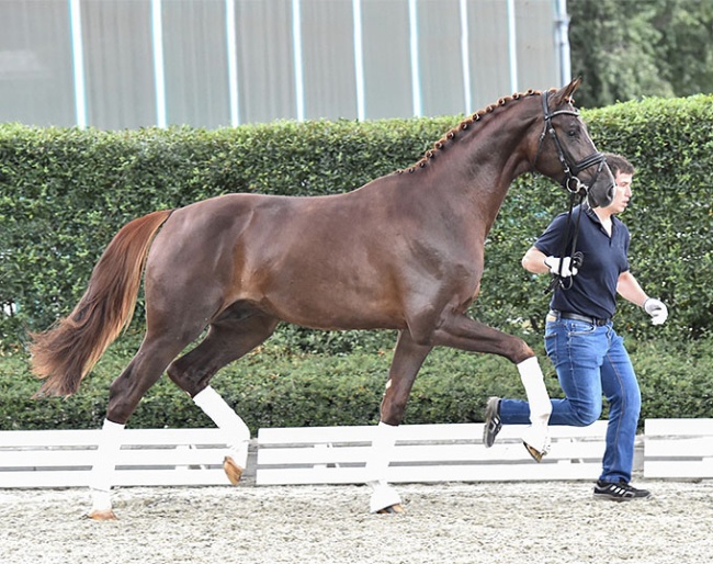 Go For Romance PS (by Governor out of Furtherance (by Furst Romancier x Sir Donnerhall x Don Schufro)
