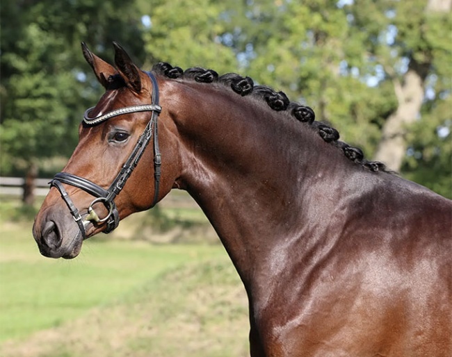 Revenge (by Revolution x Federweißer), a 2-year old stallion prospect, accepted to the Redefin Stallion Licensing i