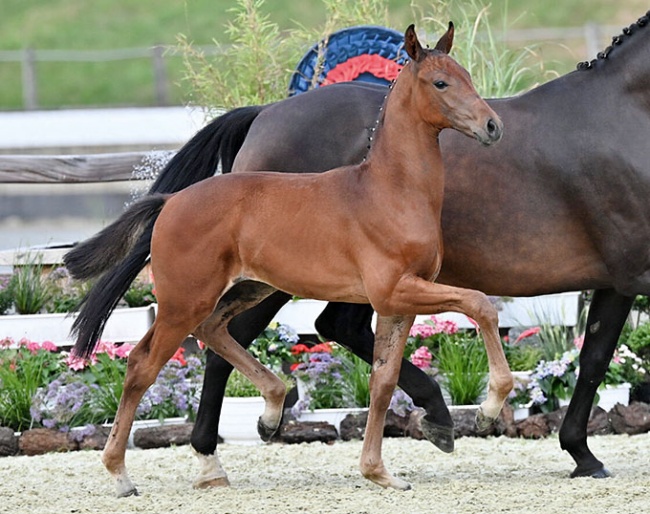 Feingold (by Fynch Hatton x Fürst Romancier x Carry Gold) :: Photo © Feldhaus