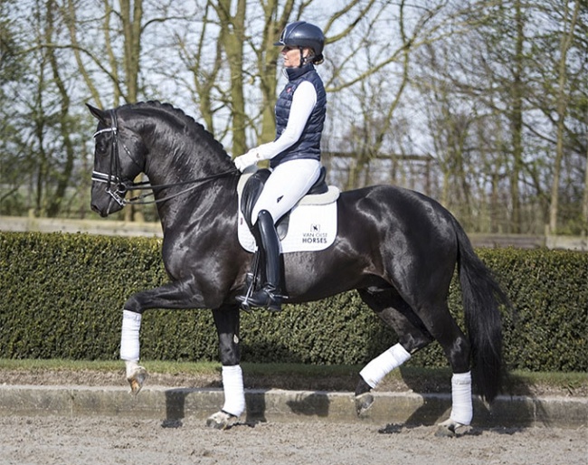 Anne van Olst and Diego at Van Olst Horses in Den Hout, The Netherlands