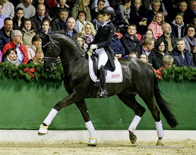 Faustinus at the 2018 Gestut Sprehe Stallion Show in Vechta :: Photo © Petra Kerschbaum