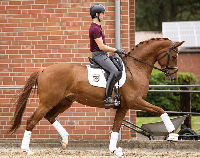 Carlos Caetano and Vanity Fair training at home in Germany :: Photo © private