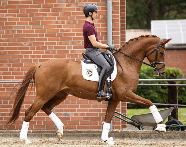 Carlos Caetano and Vanity Fair training at home in Germany :: Photo © private
