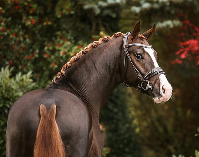 Sky, the Sezuan x Sir Donnerhall premium colt and 2020 Hanoverian Stallion Licensing price highlight :: Photo © Riikka Miettinen 