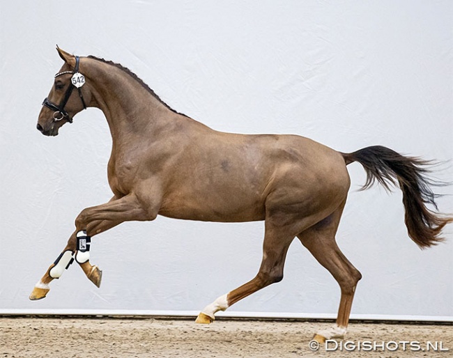 Egbert Schep's Nice Guy ES (by Quantensprung x Stedinger) selected for the second phase of the 2021 KWPN Stallion Licensing :: Photo © Digishots