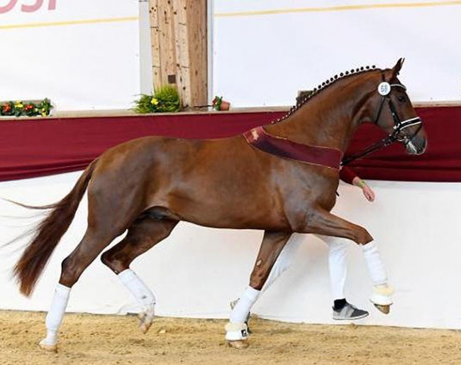 Shu Fu (by Sezuan x Furst Heinrich) at the 2020 DSP Stallion Licensing in Munich :: Photo © Celle