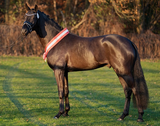 Fair Game x Destano, champion of the 2020 Westfalian Stallion Licensing :: Photo © Reckimedia