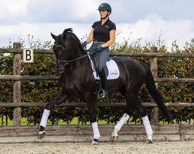 Tatiana Makarova on Khan S (by Negro x Jazz) :: Photo © Digishots