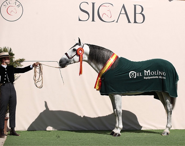 Rhin de Centurion at 2020 SICAB :: Photo © Alberto Martinez