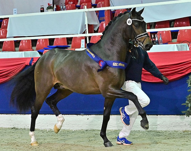 The 2020 Oldenburg Stallion Licensing Reserve Champion (by For Dance x Zack) is up for auction. Check out the video to see this stunner move ! :: Photo © Feldhaus
