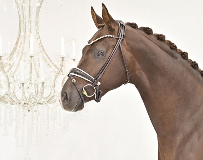 2020 Oldenburg Stallion Licensing - Vivaldi x De Niro x Sandro Hit colt :: Photo © Feldhaus