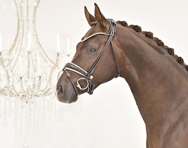 2020 Oldenburg Stallion Licensing - Vivaldi x De Niro x Sandro Hit colt :: Photo © Feldhaus