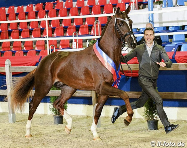 Andreas Helgstrand runs his own lap of honour with this new Oldenburg licensing champion by Foundation x Quaterback :: Photo © LL-foto