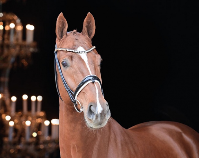 Starlight (by Santo Domingo x Donnerschwee) :: Photo © Feldhaus