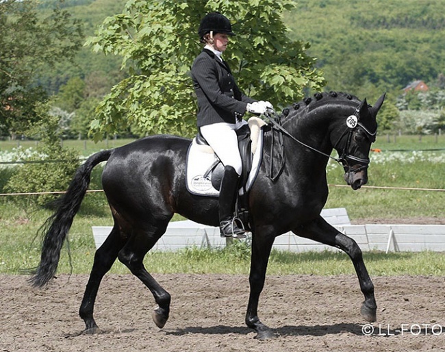 Anke Simon and Rocky Lee (sire of Revolution) at the 2012 CDN Lienen :: Photo © LL-foto