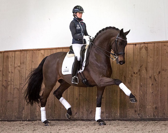 Charlotte Fry and Lord Leatherdale at Van Olst Horses in Den Hout, The Netherlands :: Photo © Focussed.nl