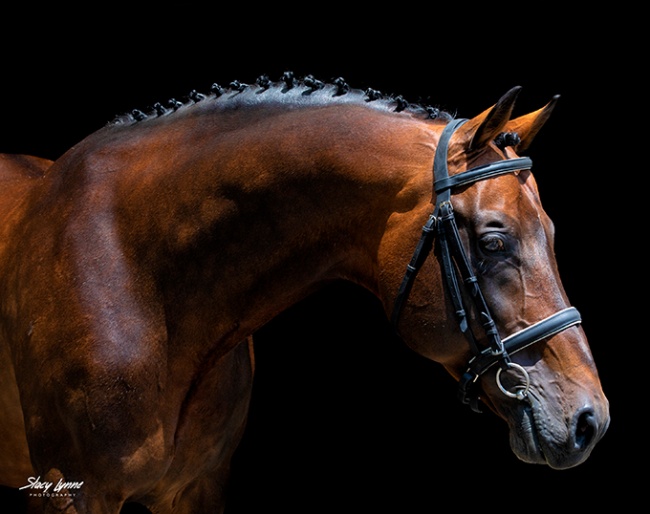 Iron Spring Farm's Dutch warmblood Keur stallion Sir Sinclair :: Photo © Stacy Lynne Photography