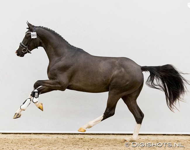 Nucturn (by Jarville x Prestige VDL) :: Photo © Digishots