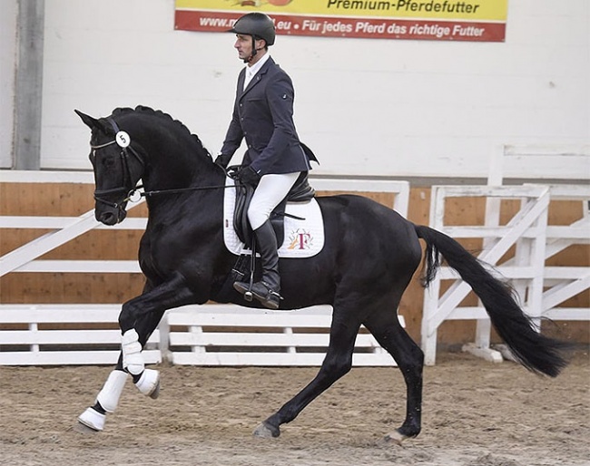 Inzaghi (by Mescalero x Songline) at the special licensing in Schlieckau :: Photo © Peter Richterich