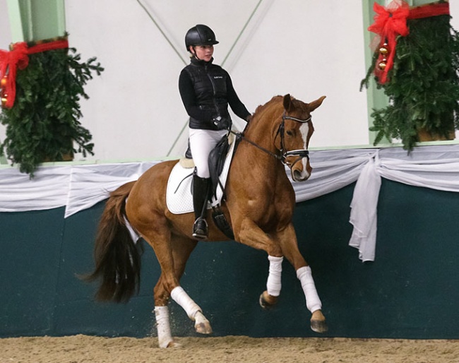 Gertrud (by Falkland x Glorieux), outstanding children/junior/safe adult amateur horse in the Last Chance for Christmas Online Auction :: Photo © Anett Somogyvari
