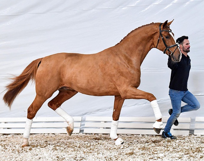 Deep Donnerhall PS, a 2.5 year old licensed stallion by Deparon x Fürstenball.
