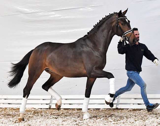 Found the World (by Foundation x Dante Weltino) - The combination of two international Grand Prix horses FOUNDATION and DANTE WELTINO OLD  