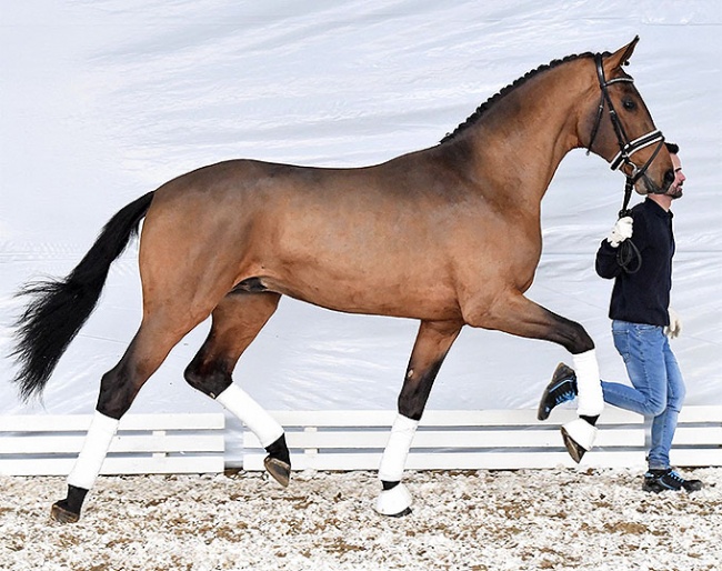 Valverdo (by Valverde out of Farosa PS/Simply Fine, the bronze medalist at the national Championships for young horses)