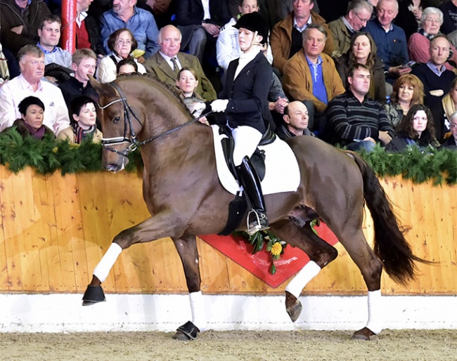 Vilancio at a stallion presentation in Vechta :: Photo © Schockemohle